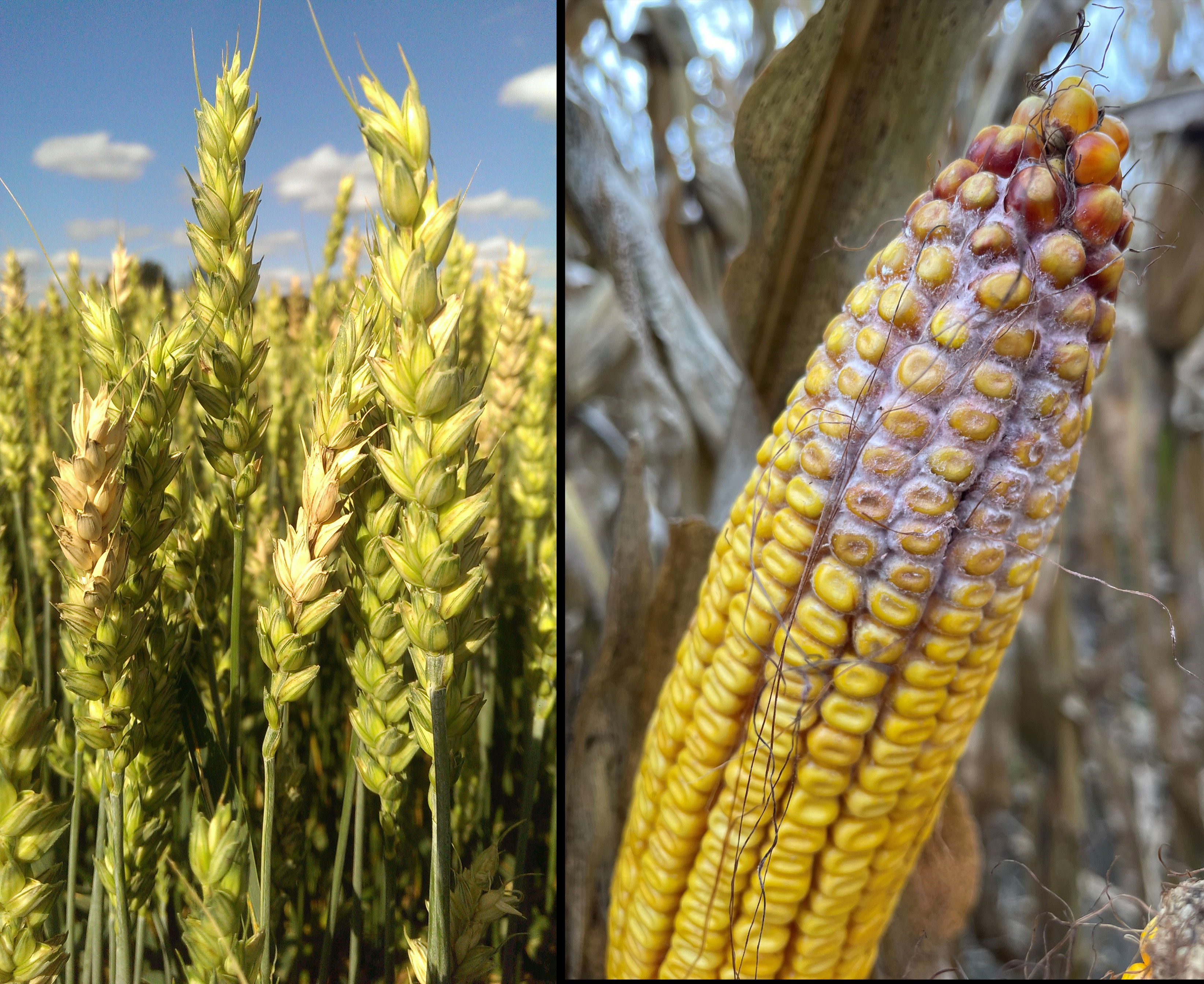 Fusarium graminearum infection on wheat and corn. 